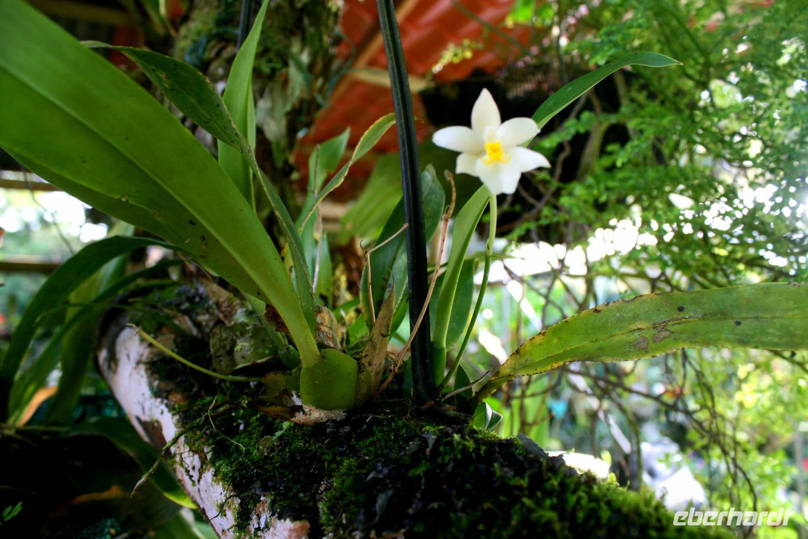 Auf der Bio Finca &ndash; &copy; Annett Müller (Eberhardt TRAVEL)
